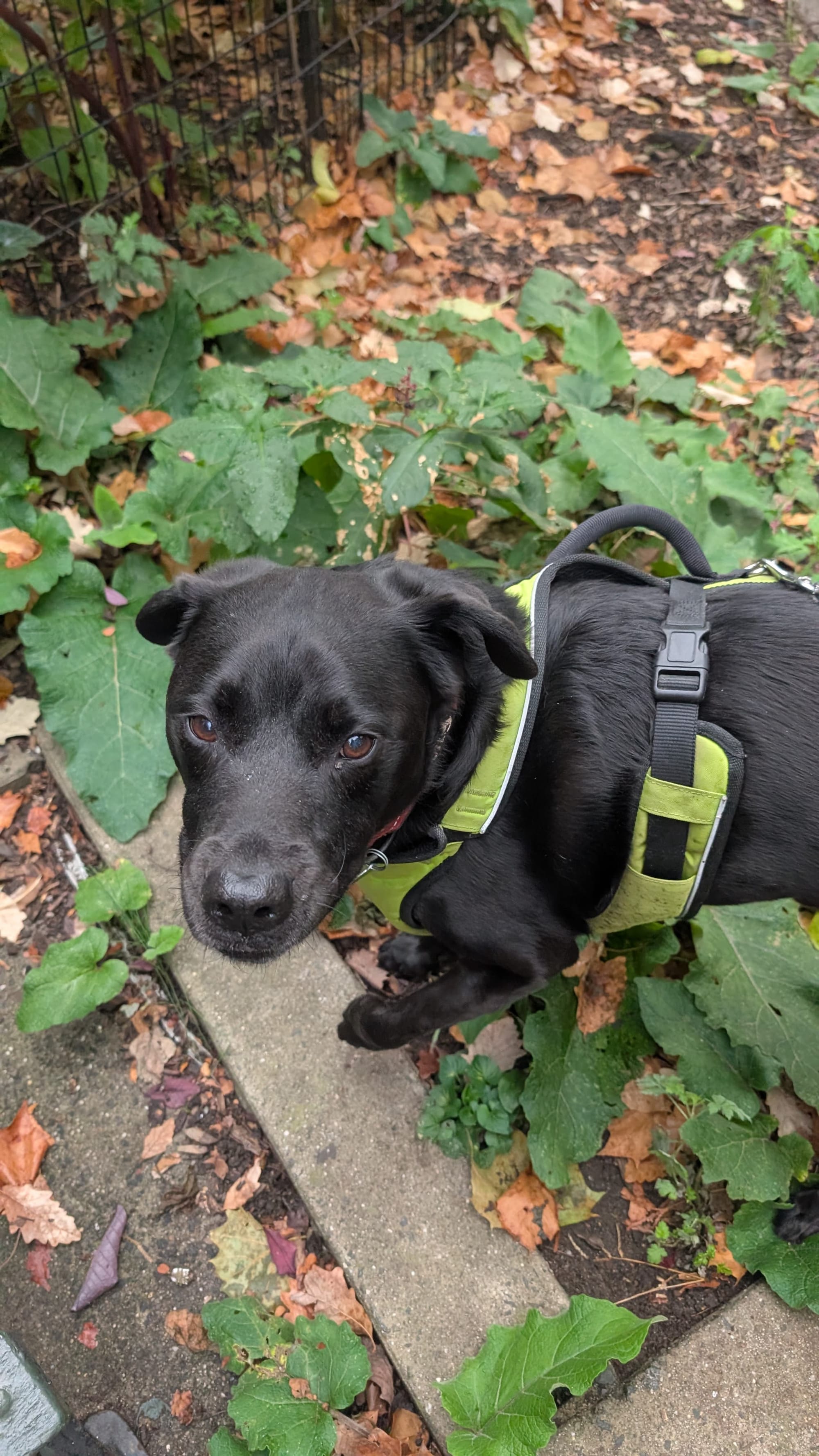 A Group Of Cats (AGC ) - Professional Pet Sitting